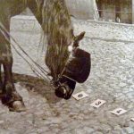 El caballo Hans reconociendo números.